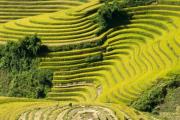 Semaine culturelle, sportive et touristique de Mù Cang Chai